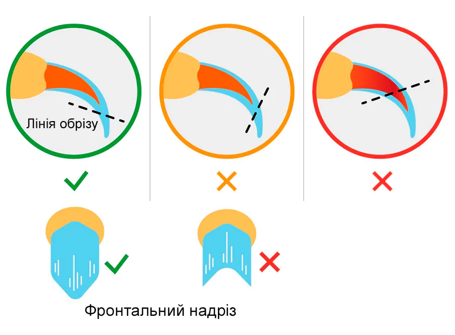 Догляд за кігтями кота сфінкса